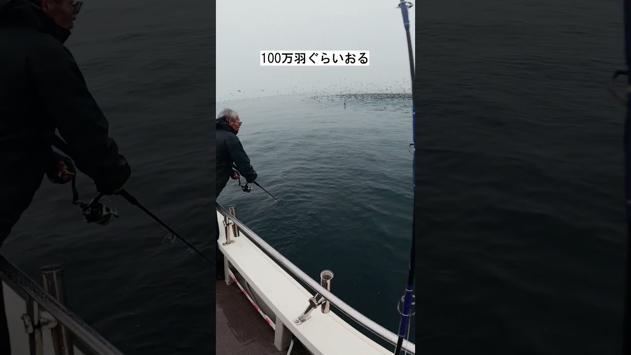 100万羽ぐらいおる #shorts