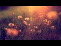 Видео фон для сайта - Цветы | rowpost.com