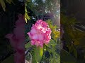 Early morning sunlight, flowers, and a heart full of hope for a new day. #nature #mindfulness