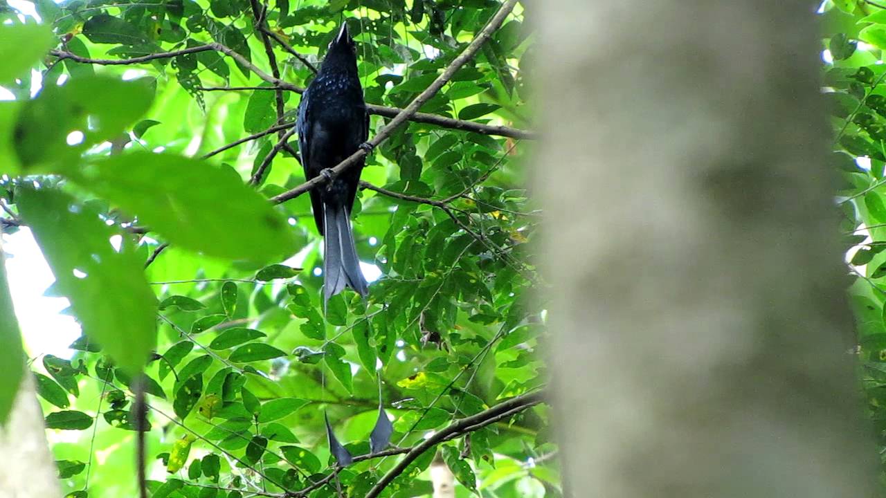 Lesser Racket-tailed Drongo 