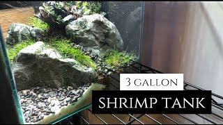 3 gallon Planted shrimp tank build 🦐🌿