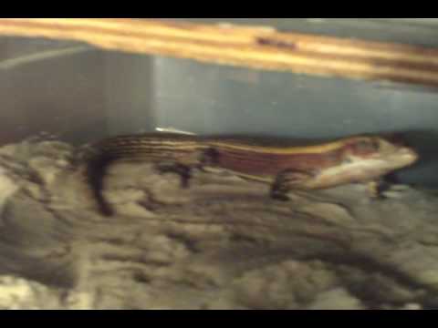 backlash winner Sudan plated lizard