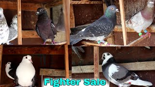 for sale Fighter Kabotar || by Rehan Äzam Birds 1,915 views 1 month ago 7 minutes, 23 seconds