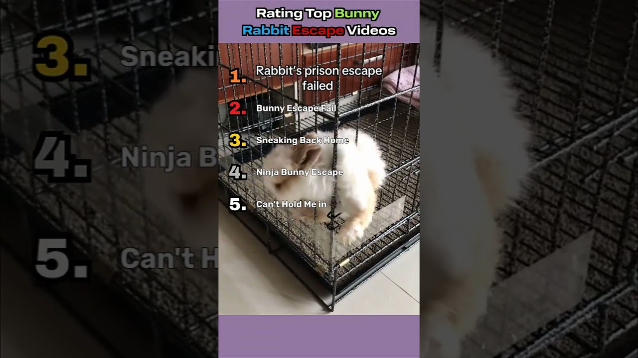 Rating Top Bunny Rabbit Escape Videos🐰💨