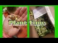 Plant Time | Ginger & Succulent Gardens