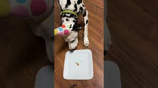 Apollo The Got A Piece Of Cake For His Birthday He Ate It And Didnt Even Make A Mess.