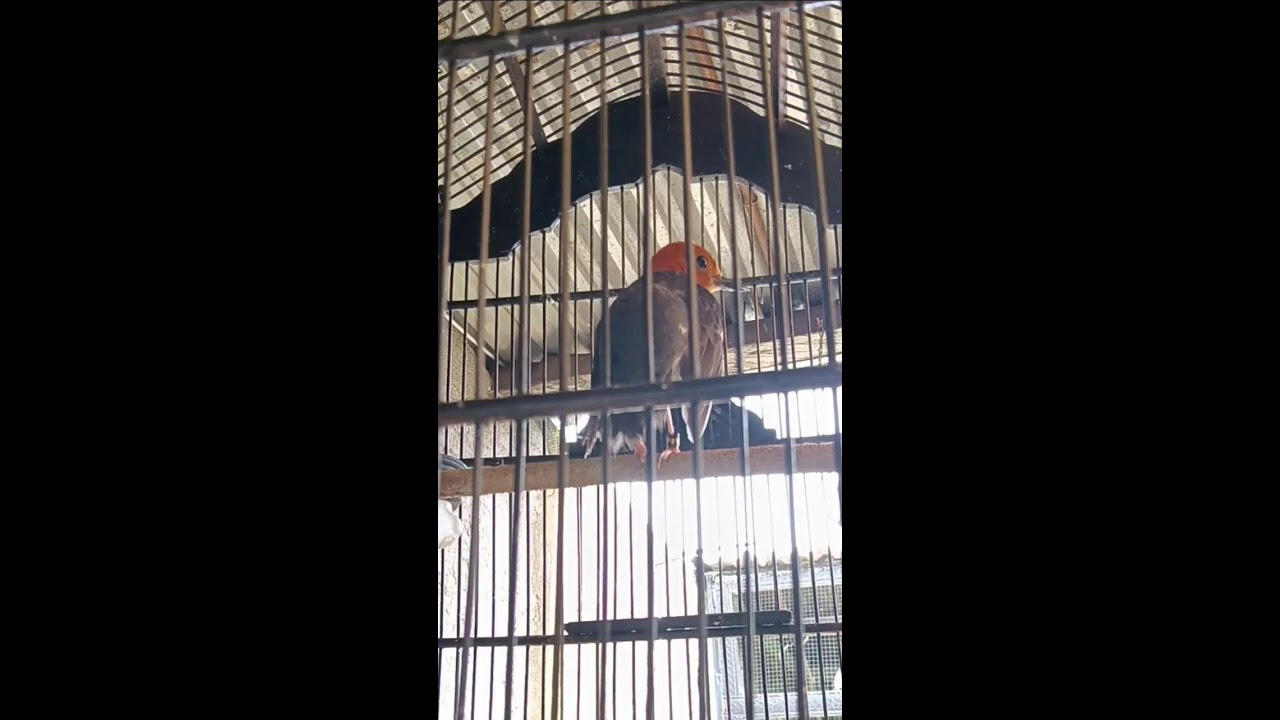 FROM BEHIND!!! - MASTERAN ANIS MERAH