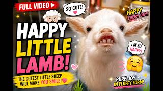 Funny Little Lamb Moments Compilation 🤣🐑