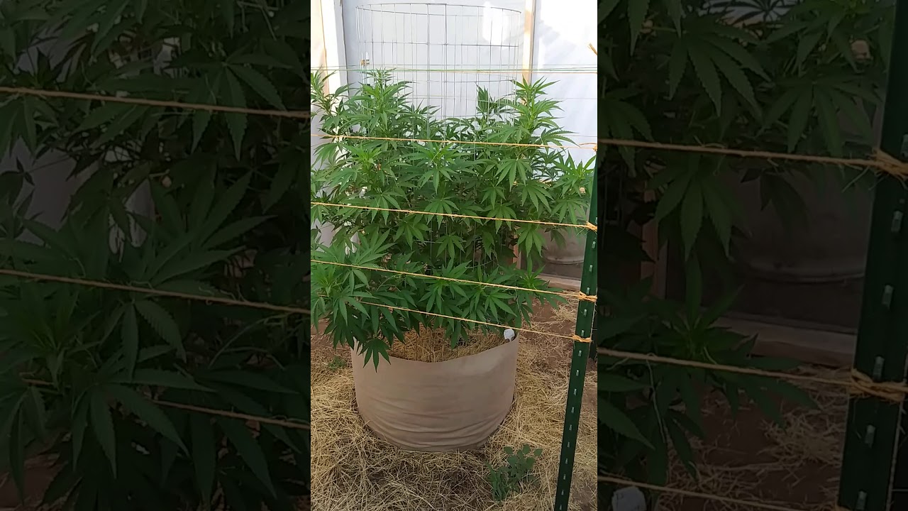 Update 2020 outdoor mmj grow