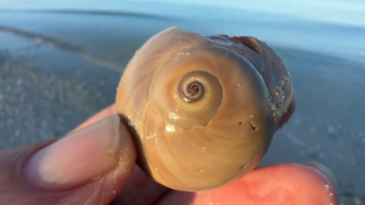 Robb’s Wednesday Morning Beach Walk at Delnor-Wiggins in North Naples, Florida | March 4, 2026