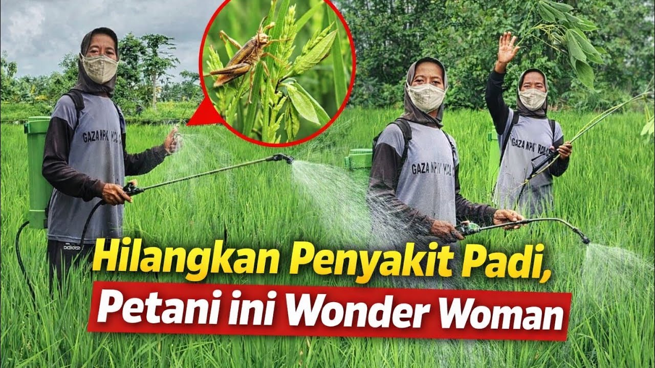 Petani Wanita Membasmi Hama di Sawah!!! Mak Lik