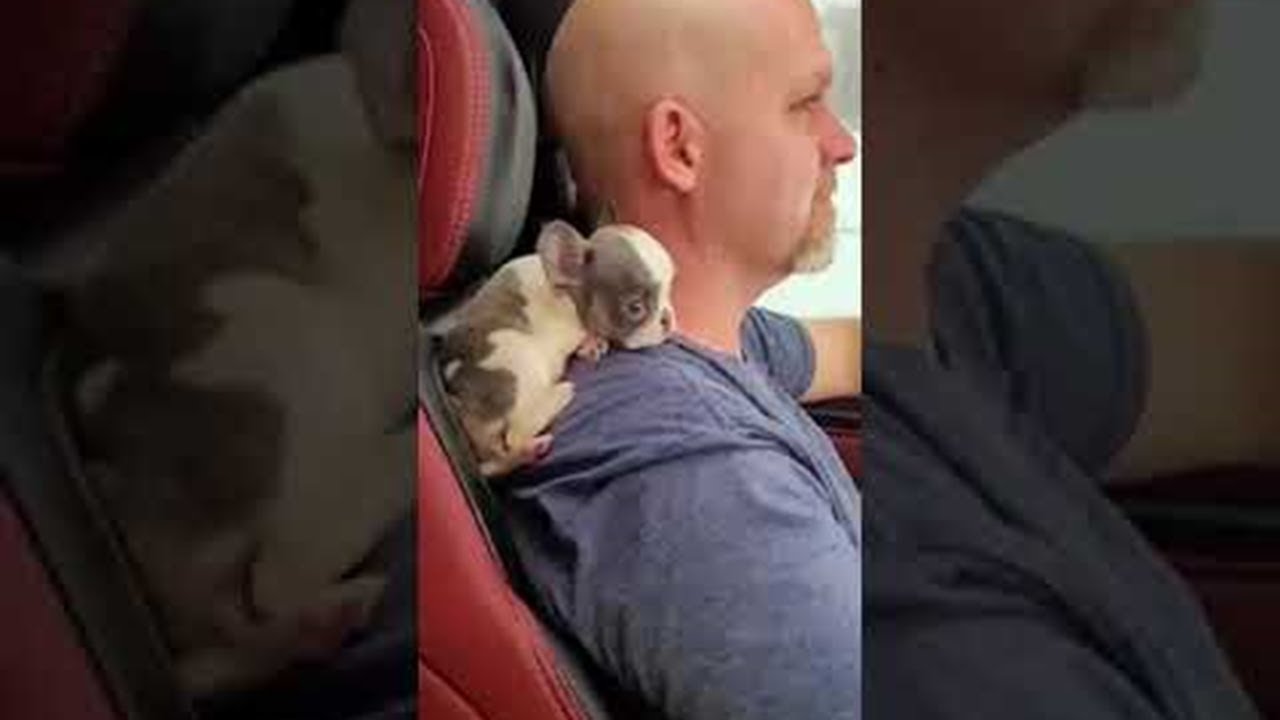 パパが大好き お父さんの肩に乗ってドライブにでかけるフレンチブル可愛すぎる Fundo