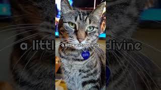 Sofia Kitty is 15 years old today!