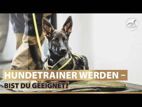 Video: So werden Sie Hundetrainer: Von der Zertifizierung bis zur Ausbildung