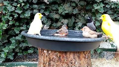 Aviary birds bathing | Nena