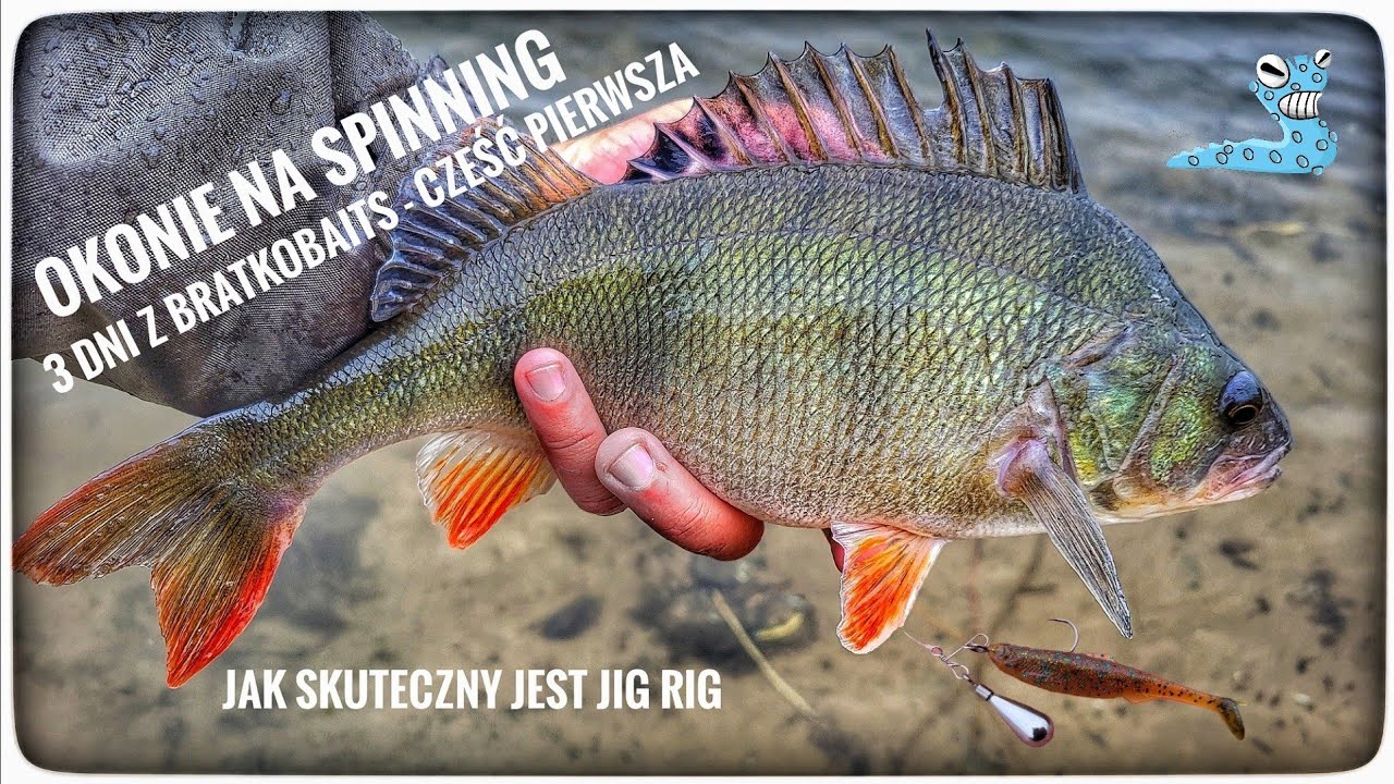 OKONIE NA SPINNING // 3 dni z BratkoBaits - część pierwsza // jak skuteczny jest Jig Rig // 2024
