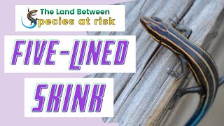 Five-Lined Skink: A Land Between Species At Risk
