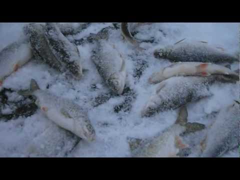 Плотва зимой ( Казари)