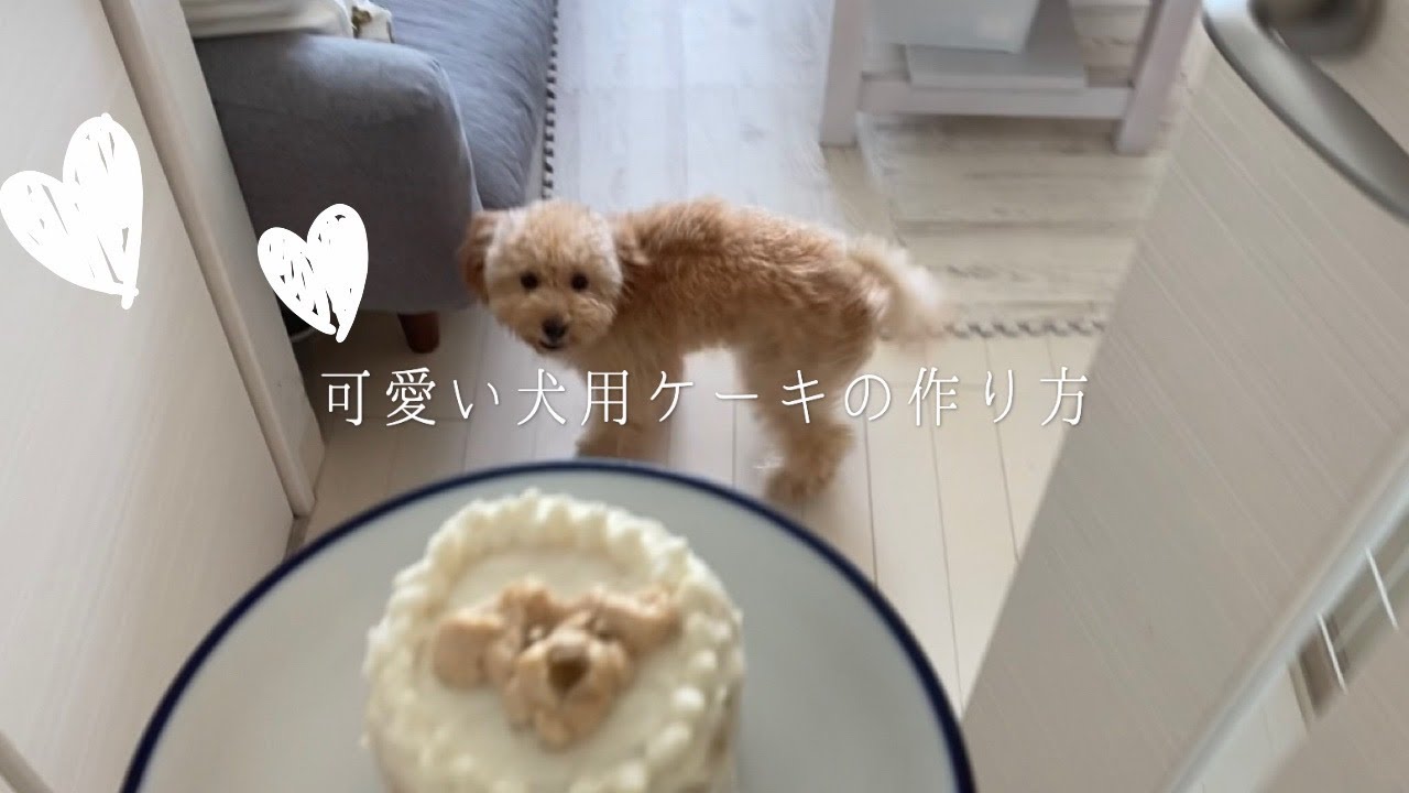 簡単 100均アイテムで出来る 可愛い犬用ケーキの作り方 Youtube