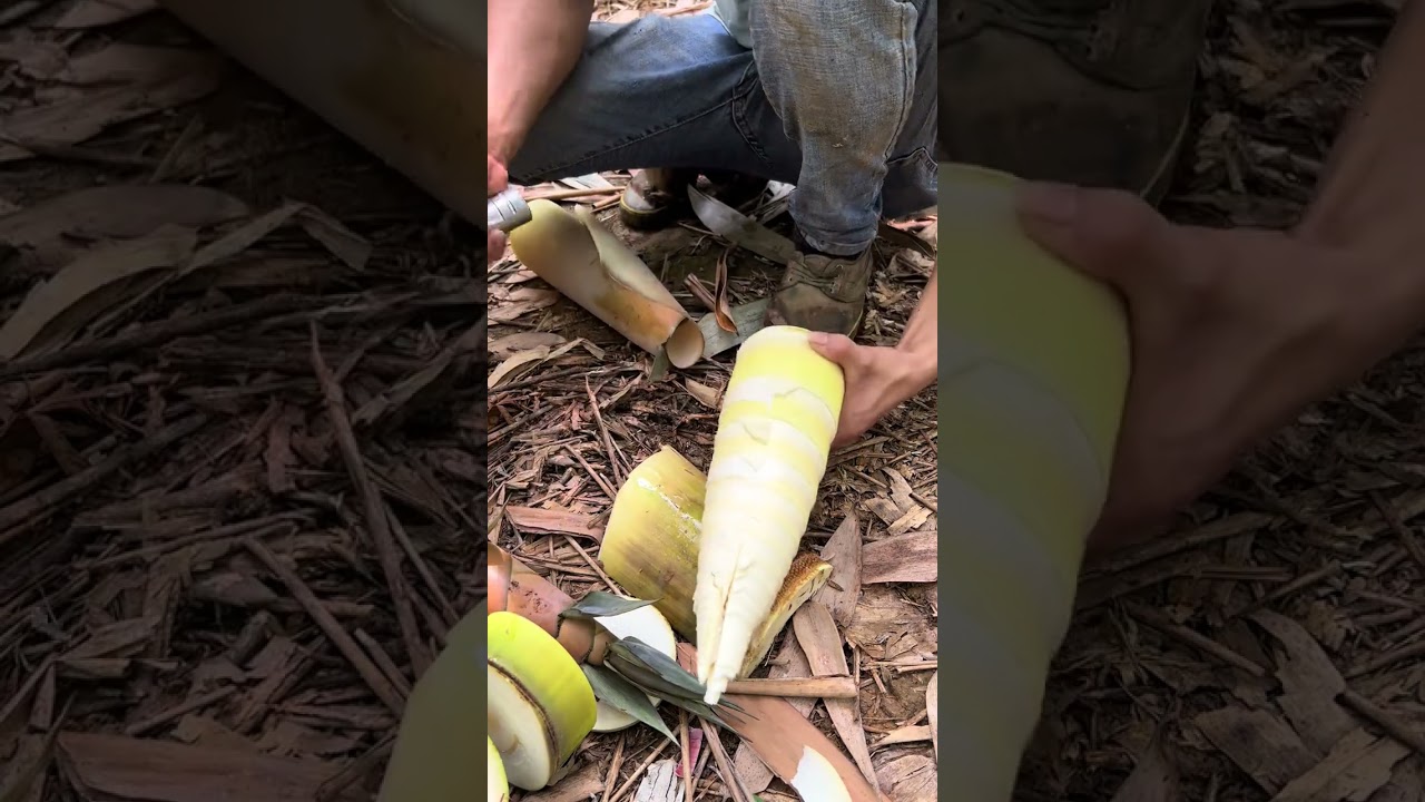 Harvest Bamboo like a Pro 