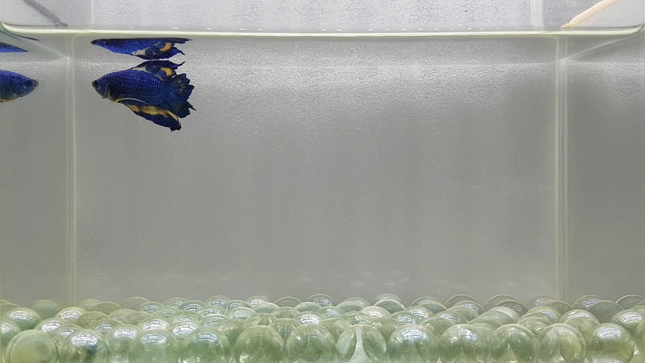 Male Betta JN185 Fancy Blue Mustard Gas DT HMPK Rare Collection YouTube