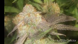 Flower update getting close to harvest