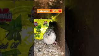 Kabootar??️?❤️ ||10 million views youtubeshorts pigeon shortshorts kabootar ytshorts1m