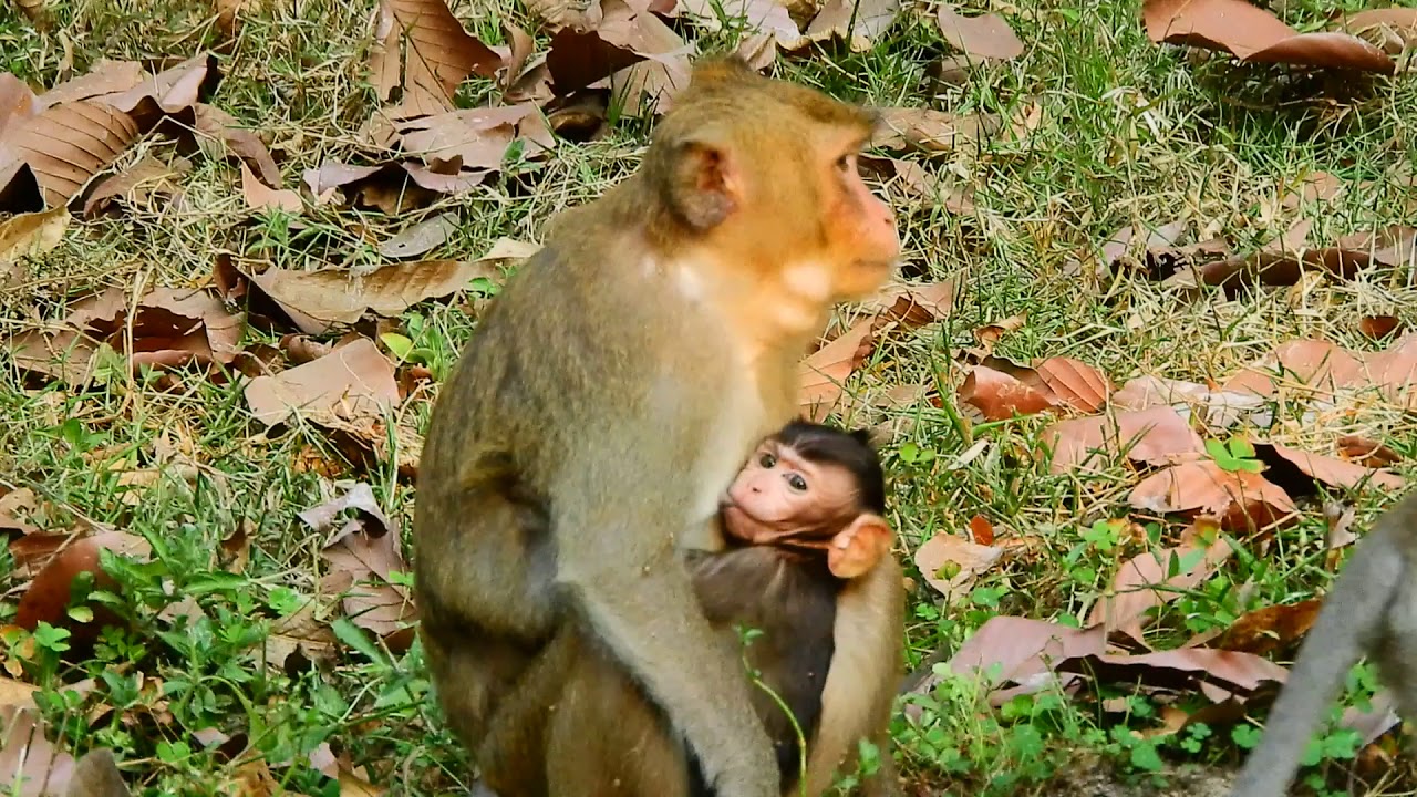 happy monkey münster speisekarte forest monkey just come to happy find food,