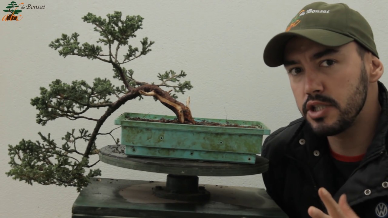 COMO FAZER UM SHARI NO BONSAI ABC DO BONSAI YouTube