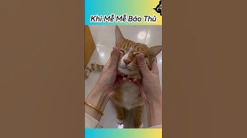 🐾 Nhà Có Con Mèo Báo Thù Cực Gắt #thúcưng #vậtnuôi #chómèohàihước #funny #pets #cat #cute