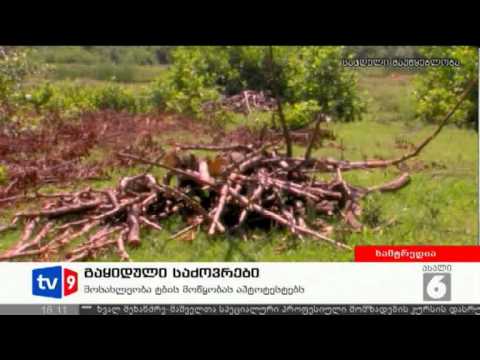 ახალი 6 | გაყიდული საძოვრები | 07.07.12