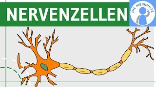 Bau \& Funktion von Nervenzellen - Nervensystem einfach erklärt - Neurobiologie