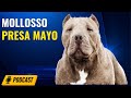 Episode 59: Chad Mayo - Mollosso Presa Mayo & American Bully Pt. 2