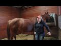 Foaling signs to look for by Nikki Cain
