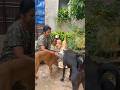 #shorts #shortvideo #dog #dogshorts #puppy #puppylove #puppylife #pets #petlover #petlife #petcare