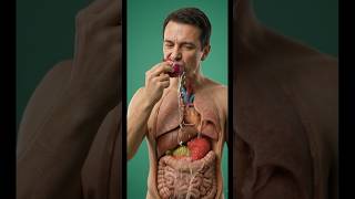 Your Stomach After Eating Onion – Shocking 3D Visual | MindFrame