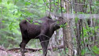 Moose with brain worm