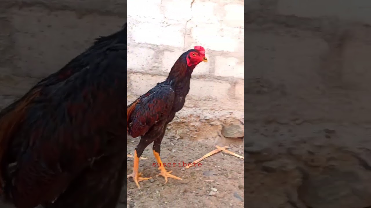 Shamo en desarrollo para reproductor 