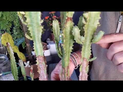 É CACTO OU NÃO, CANDELABRO (euphorbia trigona), ASSISTA E DESCUBRA. -  thptnganamst.edu.vn