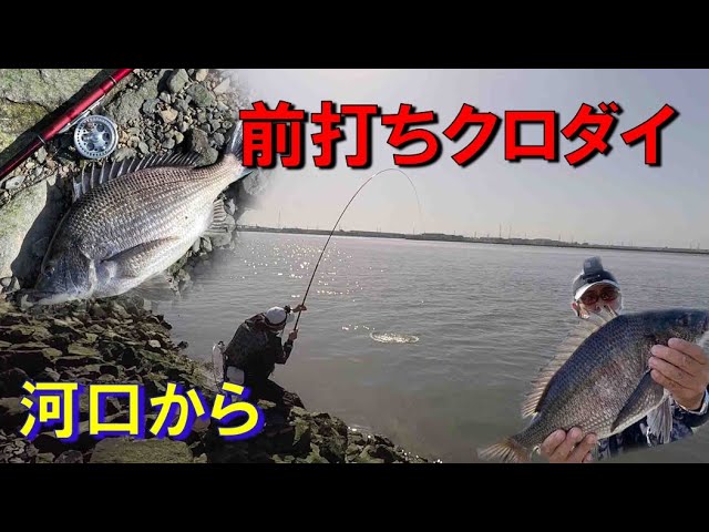 前打ちクロダイ 凄い引き浅瀬の名港河口 Youtube 前打ちクロダイ 凄い引き浅瀬の名港河口 Youtube