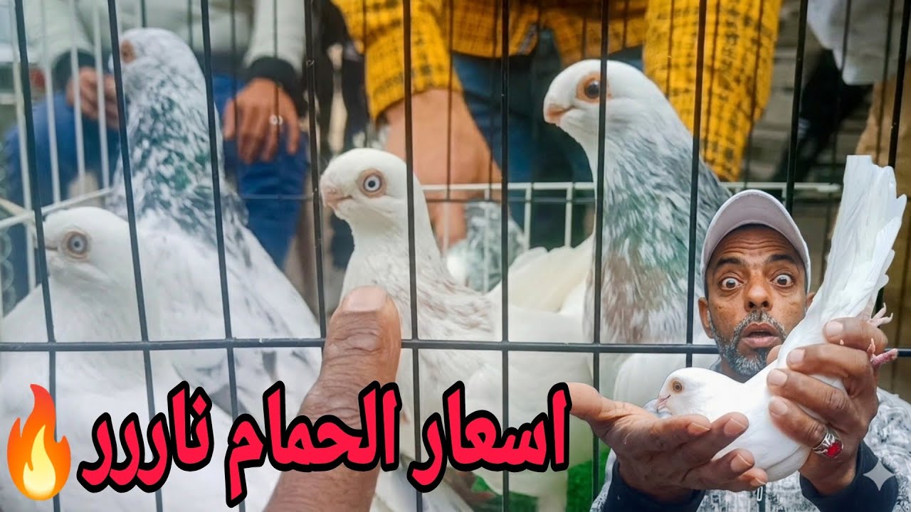  أسعار الحمام اليوم27/2/2026 😲 فى سوق الجمعه الاسكندرية فى رمضان حمام غوزار زينه زاجل 