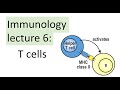 T cells | Immunology Lecture | MHC-I versus MHC-II