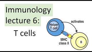 T cells | Immunology Lecture | MHC-I versus MHC-II