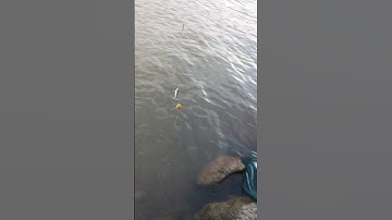 Cách kéo cá mương bằng mồi cám ngô nắm tròn vào bờ khi cá đã cắn mồi câu của cần thủ #shorts