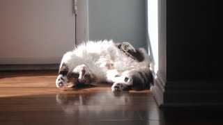 Bucket Cat Proves Animals Hear Music... Frozen Light