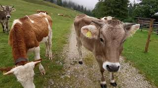 Der letzte Tag vor'm Almabtrieb auf der Farchanter Alm