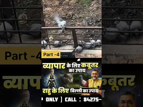 व्यापार के लिए कबूतर का उपाय | Pigeon remedy for business | astrology | lalkitab | budh |rahu | ketu