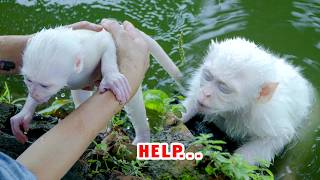 Mom was worried when she saw Ruby fall into the pond!