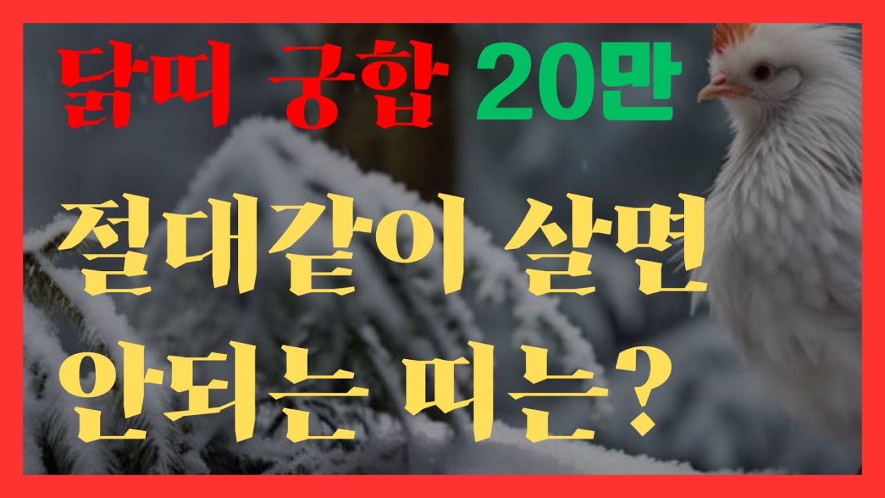 닭띠 궁합 - 절대같이 살면 안되는 띠는?