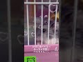 うちのハムスター可愛すぎる😍